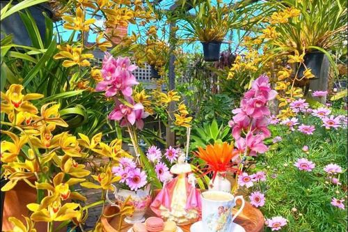 Chồng Việt tặng vợ vườn hoa tuyệt đẹp trên đất Úc, ai thấy cũng xuýt xoa