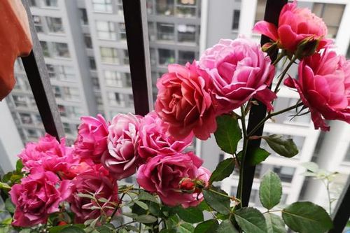 Ra ở riêng mới biết lòng mẹ chồng