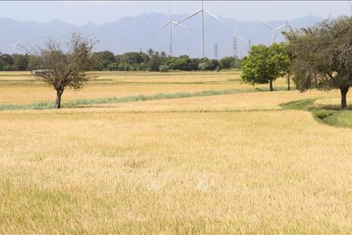 Lúa vụ Đông Xuân sớm mất mùa, mất giá