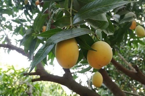 Loại quả nhìn như trứng gà giá siêu rẻ, chỉ từ 50 nghìn đồng/kg