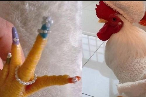 Cô gái 'chơi lớn' làm hẳn bộ nail màu mè cho chú gà cưng của mình, hóa ra vì một lý do đặc biệt