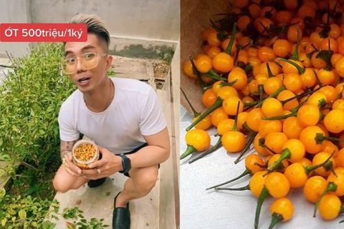 Thực hư về loại ớt 'nửa tỷ đồng/kg' được ca sĩ Khánh Đơn trồng trong vườn nhà