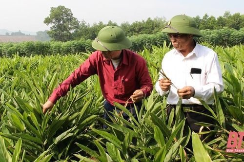 Nâng cao hiệu quả hoạt động của HTX nông nghiệp