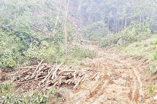Vườn quốc gia Tam Ðảo đang bị xâm hại