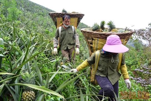 Nỗ lực tháo gỡ 'đầu ra' cho dứa tươi ở Bản Lầu