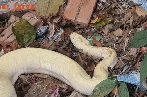 Những lần 'Bạch xà' xuất hiện ở Việt Nam gây xôn xao dư luận