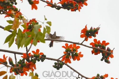 Hoa gạo rực rỡ giữa tháng 3 Hà Nội