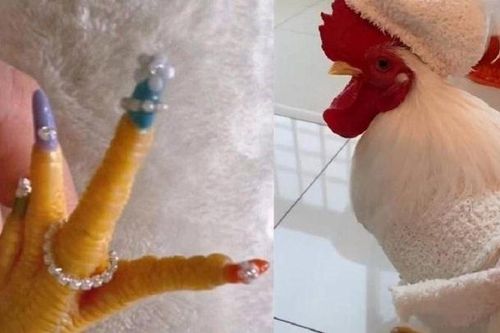 Chú gà trống được làm nail gây sốt mạng xã hội