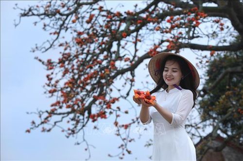 Cây gạo song sinh miếu Bà Cô vào mùa nở rộ