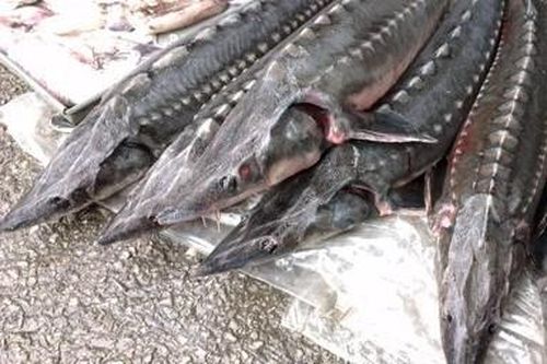 Thu nhập tiền tỷ từ mô hình nuôi cá tầm