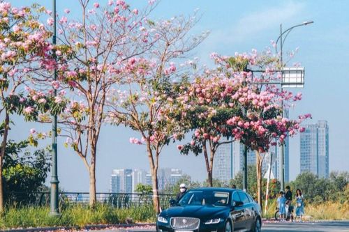 Hoa kèn hồng nở rộ, khoe sắc rực rỡ trên các con đường ở TP.HCM