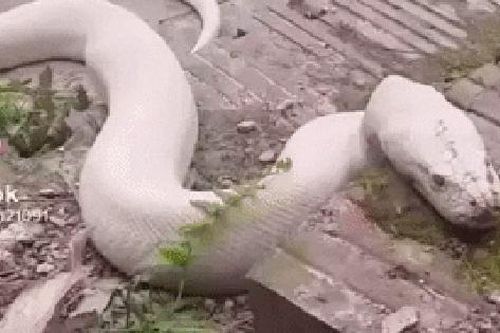 Nguồn gốc 'bạch xà' xuất hiện ở đền Mẫu