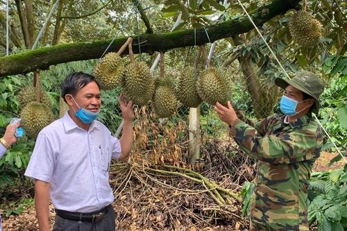 Sầu riêng Krông Pắc được công nhận nhãn hiệu tập thể