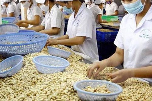 Xuất khẩu điều nguy cơ mất trăm triệu USD: Thủ tướng chỉ đạo khẩn trương tháo gỡ