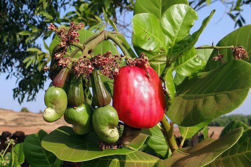 Xuất khẩu điều nguy cơ mất trăm triệu USD: Thủ tướng chỉ đạo làm rõ nguyên nhân