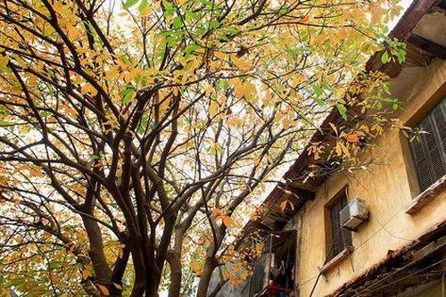 Vẻ đẹp nao lòng của Hà Nội vào mùa cây thay lá