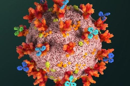 Dùng mô hình toán học dự đoán hiệu quả vaccine COVID-19 tương lai