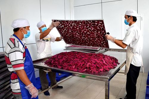 Tìm hướng phát triển hiệu quả cây thanh long