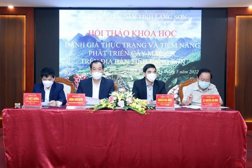 Tìm giải pháp phát triển cây mắc ca ở Lạng Sơn