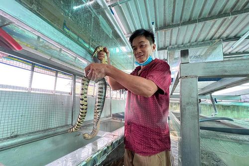 Nghề lạ: Nuôi rắn trong tủ kính, chăn rệp trên rừng thu chục triệu