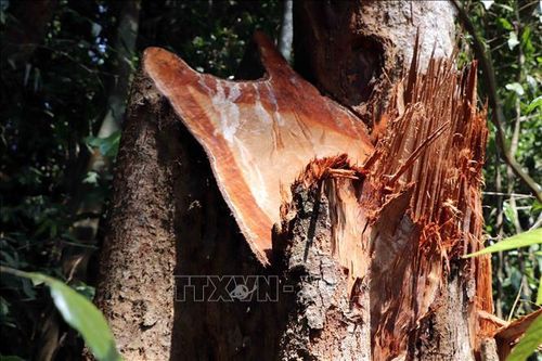 Phú Yên: Khởi tố thêm 13 bị can trong vụ phá rừng ở khu vực Hòn Đót