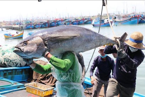 Sôi nổi chợ mua bán cá ngừ đại dương tại Phú Yên