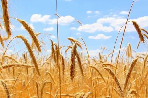 Chiến sự Nga-Ukraine có thể khiến hàng triệu người lâm cảnh đói nghèo và đe dọa an ninh lương thực