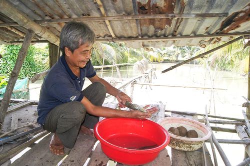 Triển vọng nuôi cá chạch lấu tại xã Phú Thuận
