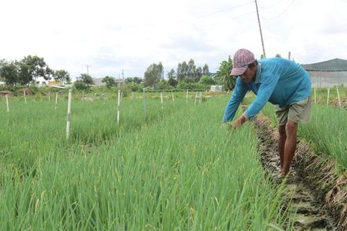 Giá rau, củ quả tăng