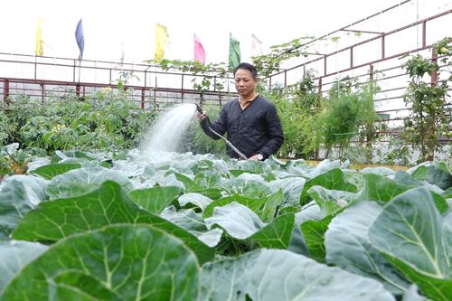 Ông bố đưa 25 tấn đất lên sân thượng làm vườn rau cho con trải nghiệm