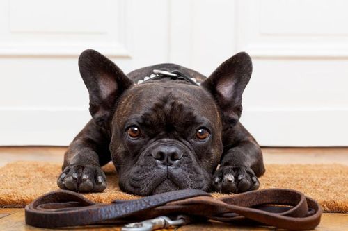 Tìm 'bảo mẫu' cho chó với mức lương 55 triệu đồng mỗi tháng