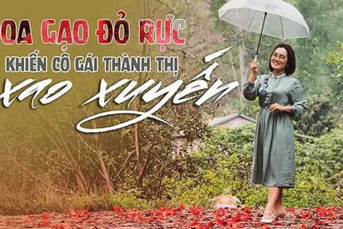 Hoa gạo thôn quê đỏ rực khiến nhiều cô gái thành thị xao xuyến