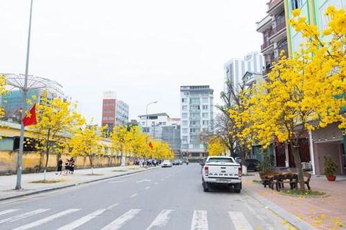Ngỡ ngàng trước vẻ đẹp của hoa chuông vàng tại Móng Cái