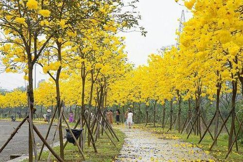 Đẹp ngỡ ngàng hoa phong linh và hoa gạo bung nở đường Hà Nội