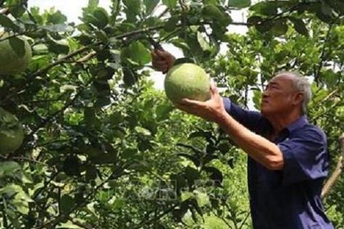 Gừng càng già càng cay