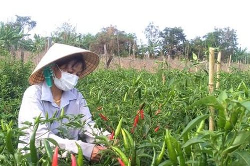 Lỗ một tỉ ngay lần đầu khởi nghiệp, cô gái 9x vùng biên kiên trì trồng ớt xuất khẩu