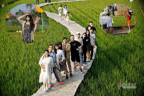 Giới trẻ say mê tìm về cánh đồng lúa làm điều yêu thích
