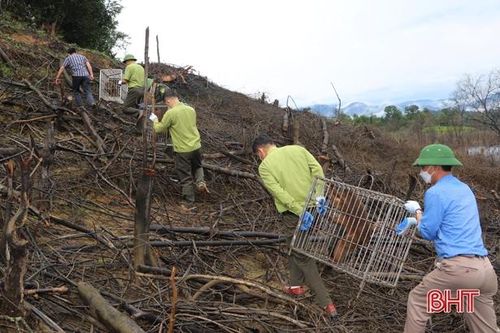 Vườn Quốc gia Vũ Quang tiếp nhận và tái thả 39 cá thể động vật hoang dã