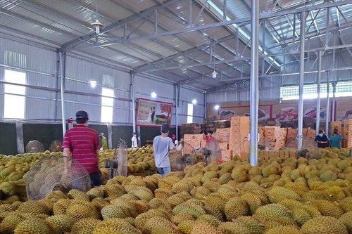 Cơ hội mới cho sầu riêng Đắk Lắk