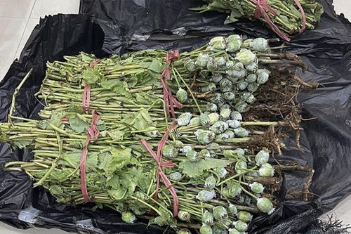 Ôm hơn 30kg cây thuốc phiện đi bán, thanh niên bị công an bắt ngay tại trận