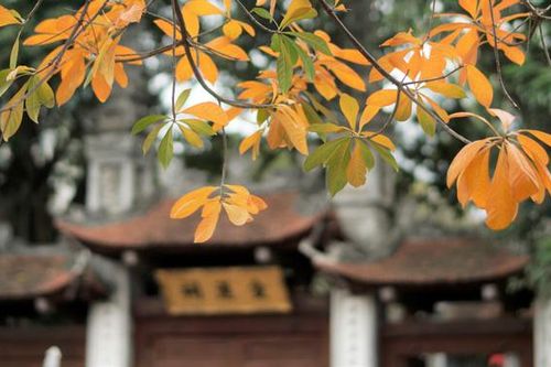 Mùa thay lá 'nhuộm vàng' Hà Nội