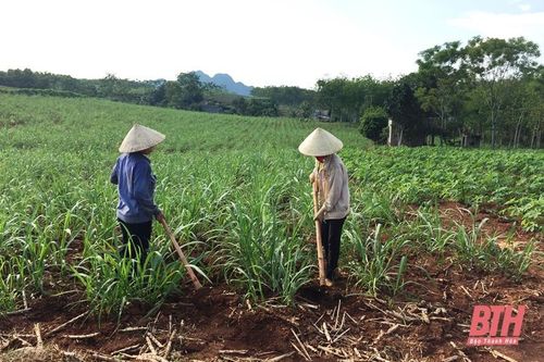 Toàn tỉnh thu hoạch được hơn 9.879 ha mía nguyên liệu