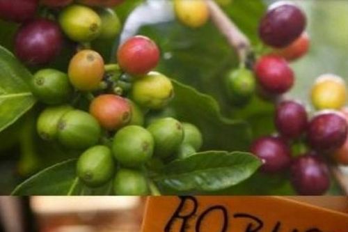 Tận dụng cơ hội từ UKVFTA để thúc đẩy xuất khẩu cà phê Việt sang thị trường Anh