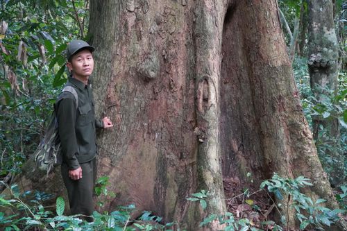 Theo chân kiểm lâm viên khám phá rừng Hương cổ thụ ở Gia Lai