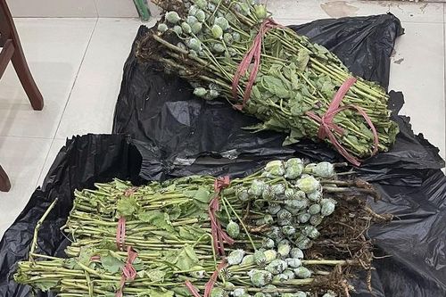 Nam thanh niên ship hơn 30 kg cây thuốc phiện lên phố cổ Hà Nội