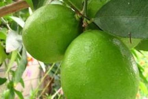 Cách bảo quản chanh tươi cả tháng không bị hỏng giúp các F0 luôn có để dùng