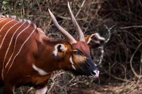 Nỗ lực bảo tồn loài linh dương Bongo quý hiếm ở Kenya