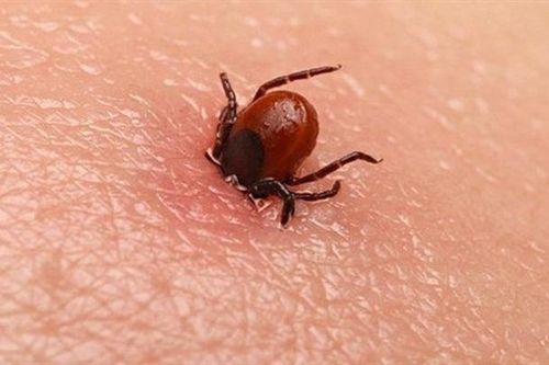 Cơ chế tạo kháng thể ở người mắc bệnh Lyme