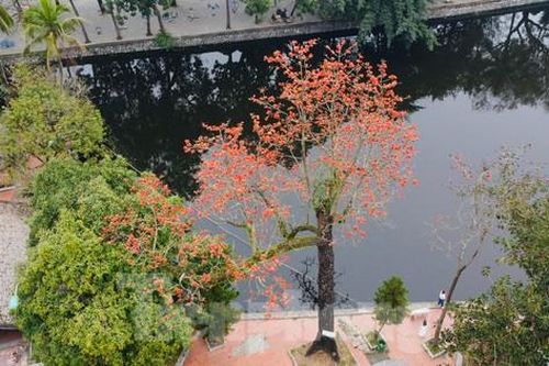 Hoa gạo thắp lửa trong ngôi chùa nghìn tuổi ở Hà Nội