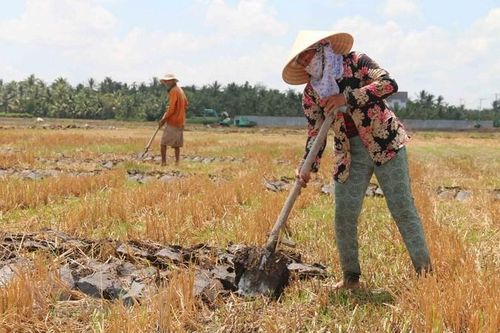 Phú Thọ: Chuyển mục đích sử dụng đất trồng lúa để xây khu đô thị mới